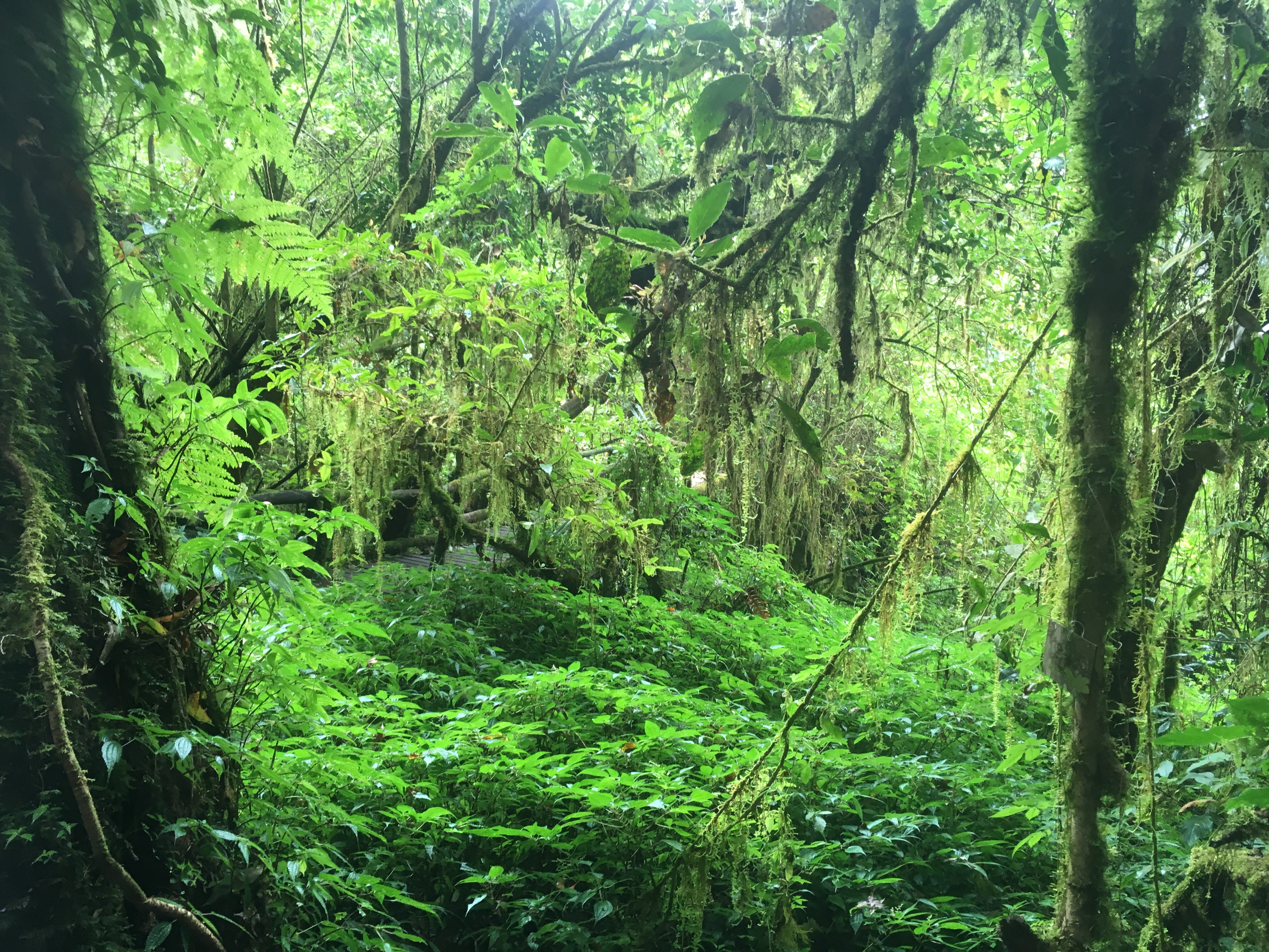 Doi Inthanon