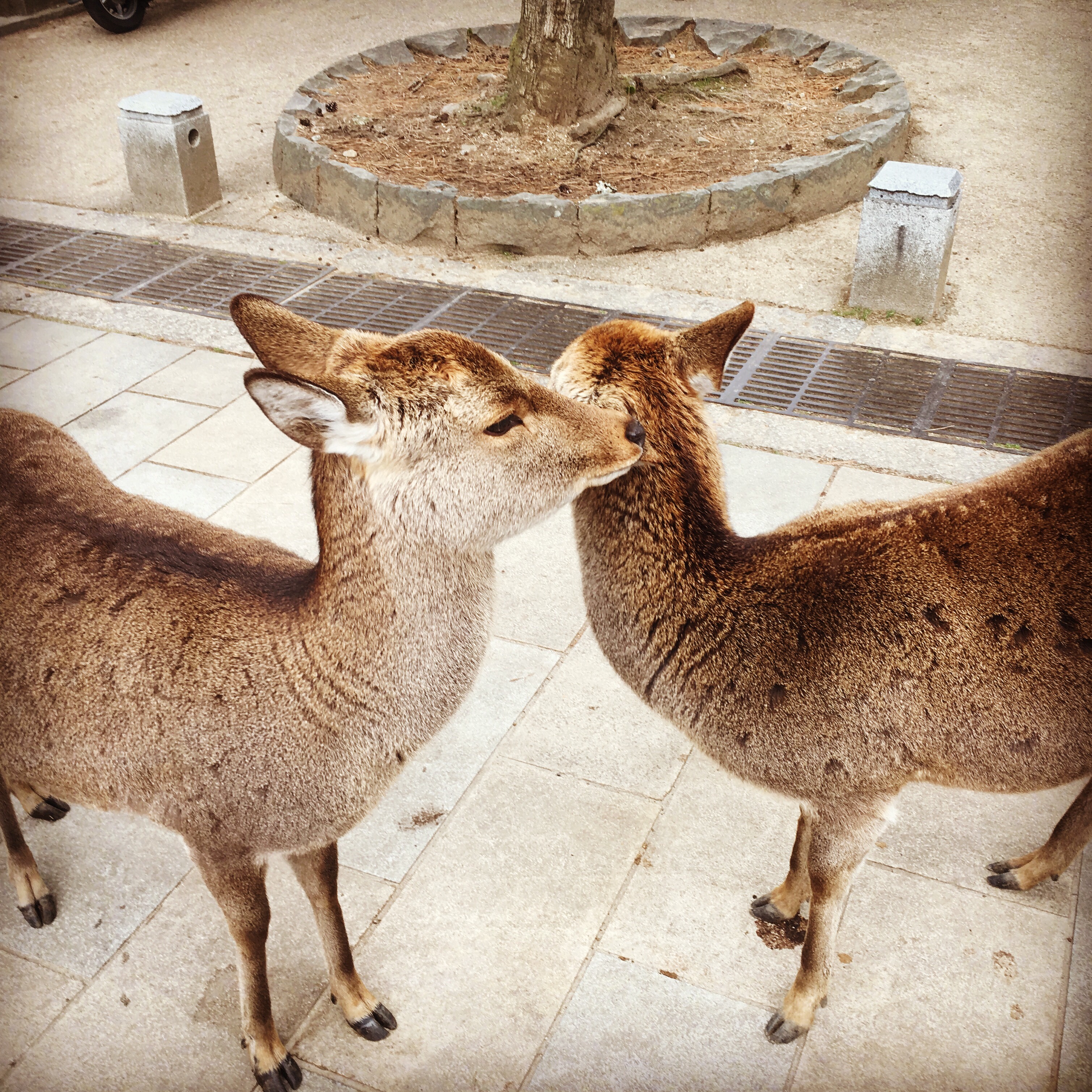 Nara